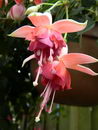 گوشواره